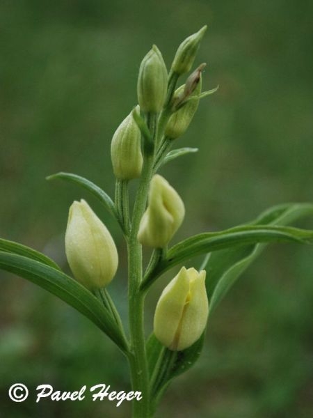 Cephalanthera damasonium